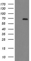 ACBD3 Antibody in Western Blot (WB)