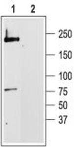 CaV1.2 (CACNA1C) Antibody in Western Blot (WB)