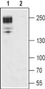 CaV1.2 (CACNA1C) Antibody in Western Blot (WB)