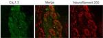 CaV1.3 (CACNA1D) Antibody in Immunohistochemistry (IHC)