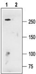 CaV1.3 (CACNA1D) Antibody in Western Blot (WB)