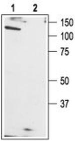 TRPC1 Antibody in Western Blot (WB)