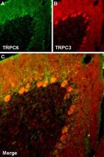 TRPC3 Antibody in Immunohistochemistry (Frozen) (IHC (F))