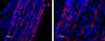 CaV3.2 (CACNA1H) Antibody in Immunohistochemistry (Frozen) (IHC (F))