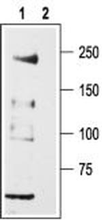 CaV3.2 (CACNA1H) Antibody in Western Blot (WB)