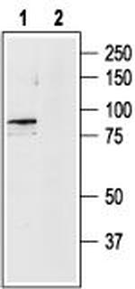 TRPV4 Antibody in Western Blot (WB)