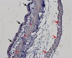 TRPM2 Antibody in Immunohistochemistry (Paraffin) (IHC (P))