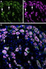 TRPM8 (extracellular) Antibody in Immunohistochemistry (Frozen) (IHC (F))