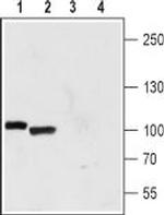 TRPP1 (PKD2) Antibody in Western Blot (WB)