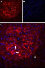 IP3 Receptor-2 (ITPR2) Antibody in Immunohistochemistry (IHC)