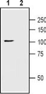 TRPC1 (extracellular) Antibody in Western Blot (WB)