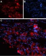 TRPV4 (extracellular) Antibody in Immunohistochemistry (Frozen) (IHC (F))