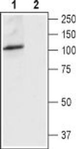 TRPV4 (extracellular) Antibody in Western Blot (WB)