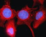 Connexin-43 Antibody in Immunocytochemistry (ICC/IF)