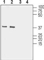 Connexin-36 Antibody in Western Blot (WB)