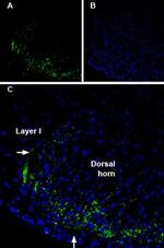 Connexin-36 Antibody in Immunohistochemistry (Frozen) (IHC (F))