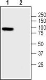 Pannexin 3 Antibody in Western Blot (WB)