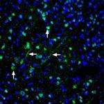 Pannexin 1 Antibody in Immunohistochemistry (Frozen) (IHC (F))