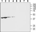 Pannexin 1 Antibody in Western Blot (WB)