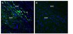 MCU Antibody in Immunohistochemistry (Frozen) (IHC (F))