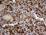 ACE Antibody in Immunohistochemistry (Paraffin) (IHC (P))