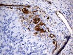 ACE Antibody in Immunohistochemistry (Paraffin) (IHC (P))