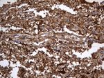 ACE Antibody in Immunohistochemistry (Paraffin) (IHC (P))