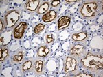 ACE Antibody in Immunohistochemistry (Paraffin) (IHC (P))