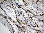 ACE Antibody in Immunohistochemistry (Paraffin) (IHC (P))