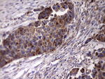 ACE2 Antibody in Immunohistochemistry (Paraffin) (IHC (P))