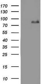 ACE2 Antibody in Western Blot (WB)