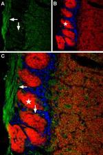 TMEM16B (ANO2) (extracellular) Antibody in Immunohistochemistry (IHC)