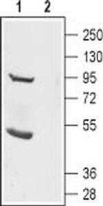 TMEM16B (ANO2) (extracellular) Antibody in Western Blot (WB)