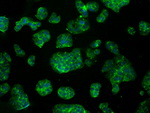 ACO2 Antibody in Immunocytochemistry (ICC/IF)