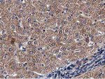 ACOT12 Antibody in Immunohistochemistry (Paraffin) (IHC (P))