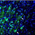 PMCA4 Antibody in Immunohistochemistry (Frozen) (IHC (F))