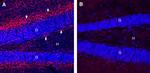 Cannabinoid Receptor 1 (extracellular) Antibody in Immunohistochemistry (Frozen) (IHC (F))