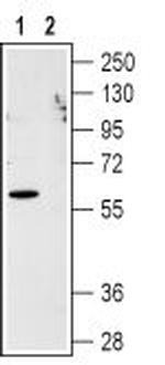 CXCR1 (extracellular) Antibody in Western Blot (WB)