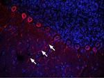 CXCR4 (extracellular) Antibody in Immunohistochemistry (Frozen) (IHC (F))