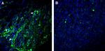 CCR7 (extracellular) Antibody in Immunohistochemistry (Frozen) (IHC (F))