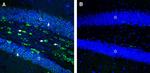 CCKBR (extracellular) Antibody in Immunohistochemistry (Frozen) (IHC (F))