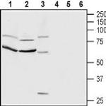 CNTFR alpha (extracellular) Antibody in Western Blot (WB)