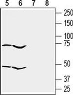 GPR55 (extracellular) Antibody in Western Blot (WB)