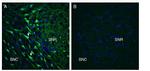 GPR55 (extracellular) Antibody in Immunohistochemistry (Frozen) (IHC (F))