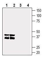 GPR55 (extracellular) Antibody in Western Blot (WB)