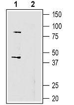 GPR55 (extracellular) Antibody in Western Blot (WB)