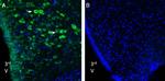 Nucleobindin-2/Nesfatin-1 Antibody in Immunohistochemistry (Frozen) (IHC (F))