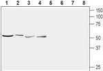 Nucleobindin-2/Nesfatin-1 Antibody in Western Blot (WB)