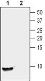 Nucleobindin-2/Nesfatin-1 Antibody in Western Blot (WB)