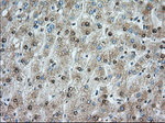 ACSBG1 Antibody in Immunohistochemistry (Paraffin) (IHC (P))